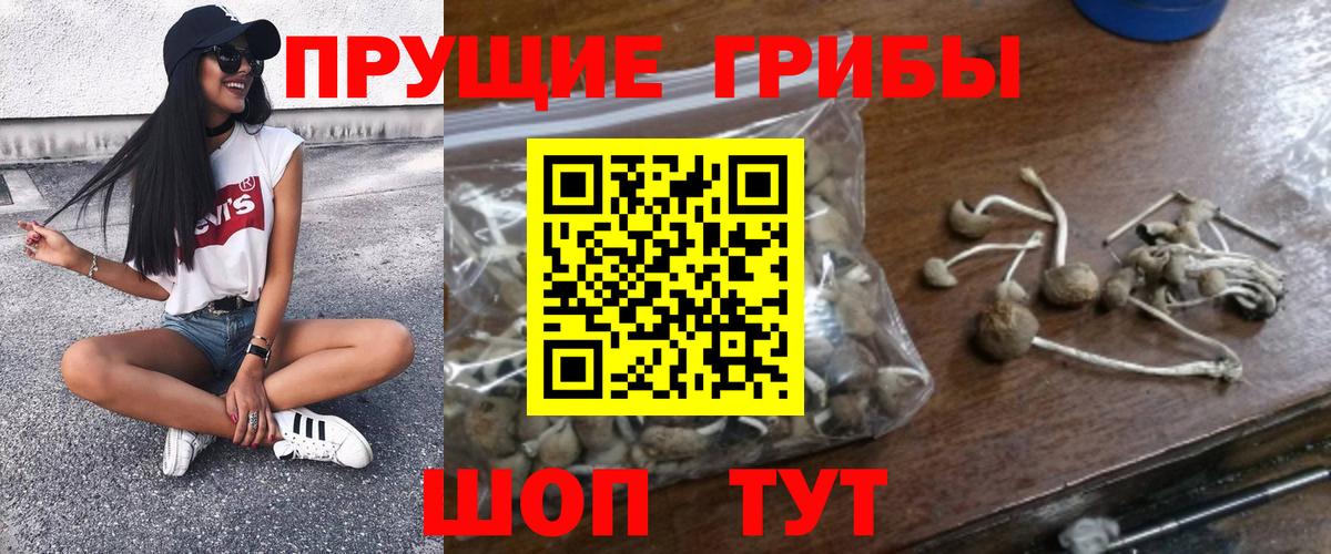 Галлюциногенные грибы Cubensis  Ачинск  Галлюциногенные грибы Cubensis 